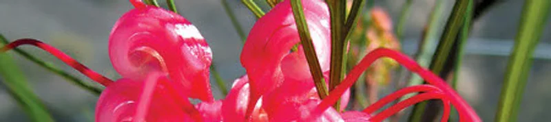 Catalogue Grevillea
