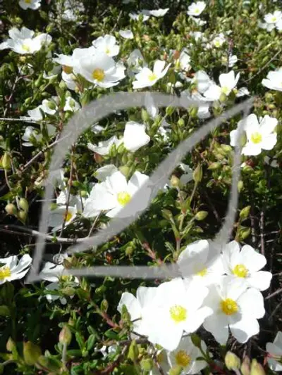 Halimiocistus sahucii