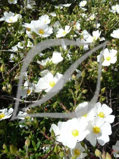 Halimiocistus sahucii