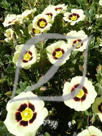 Halimiocistus wintonensis 'Merrist Wood Cream'