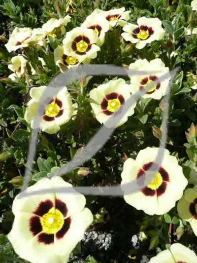 Halimiocistus wintonensis 'Merrist Wood Cream'