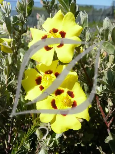 Halimium lasianthum 'Formosum'