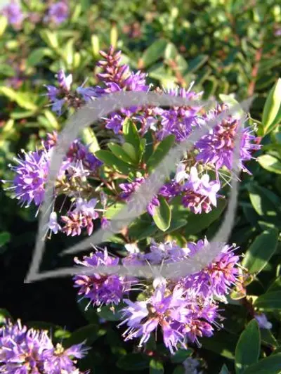 Hebe x franciscana 'Blue Gem'