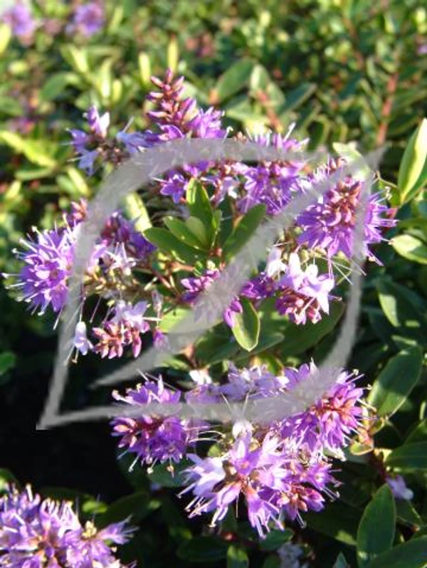 Hebe x franciscana 'Blue Gem'