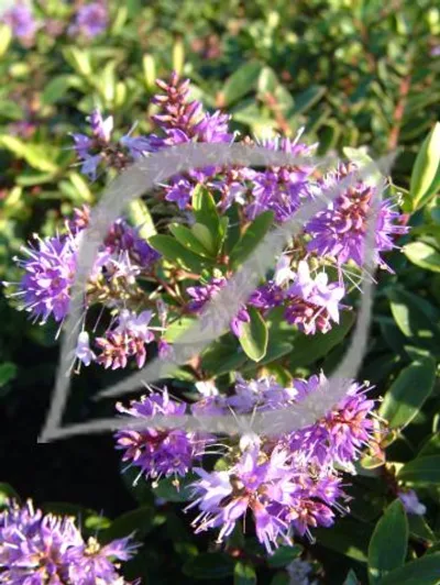 Hebe x franciscana 'Blue Gem'