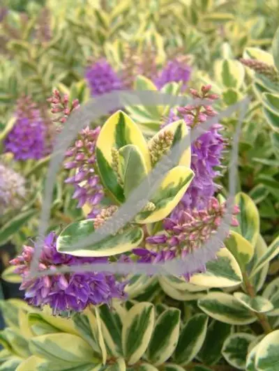 Hebe x franciscana 'Variegata'