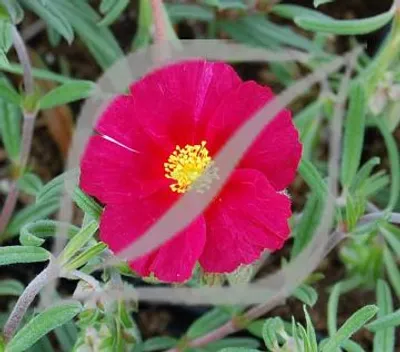 Helianthemum 'Supreme'