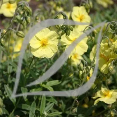 Helianthemum 'Wisley Primrose'