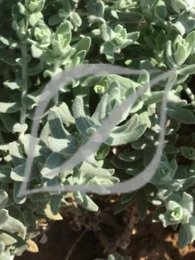 Helichrysum dasyanthum