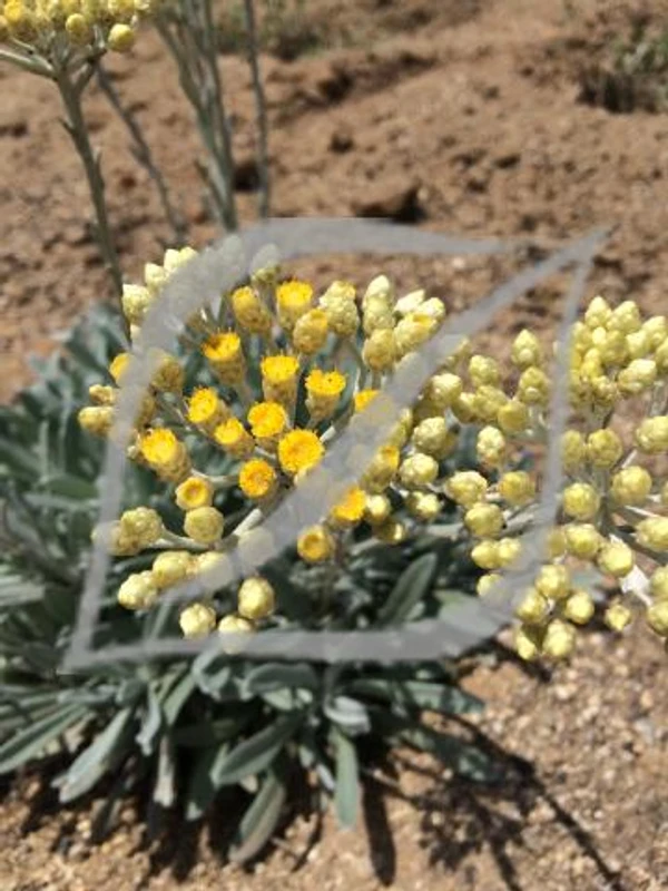 Helichrysum orientale