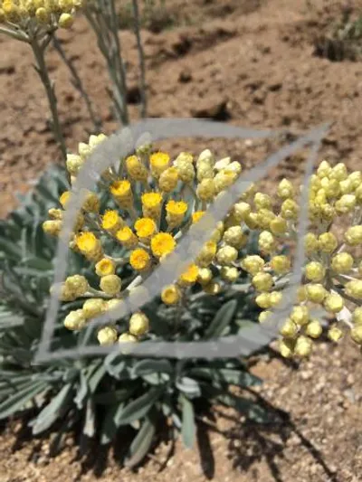 Helichrysum orientale