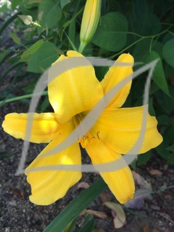 Hemerocallis 'Earlianna'