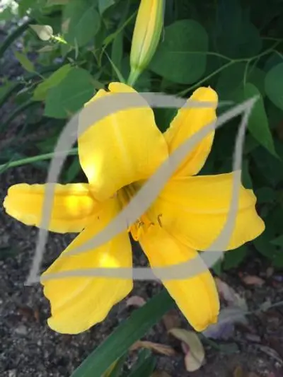 Hemerocallis 'Earlianna'