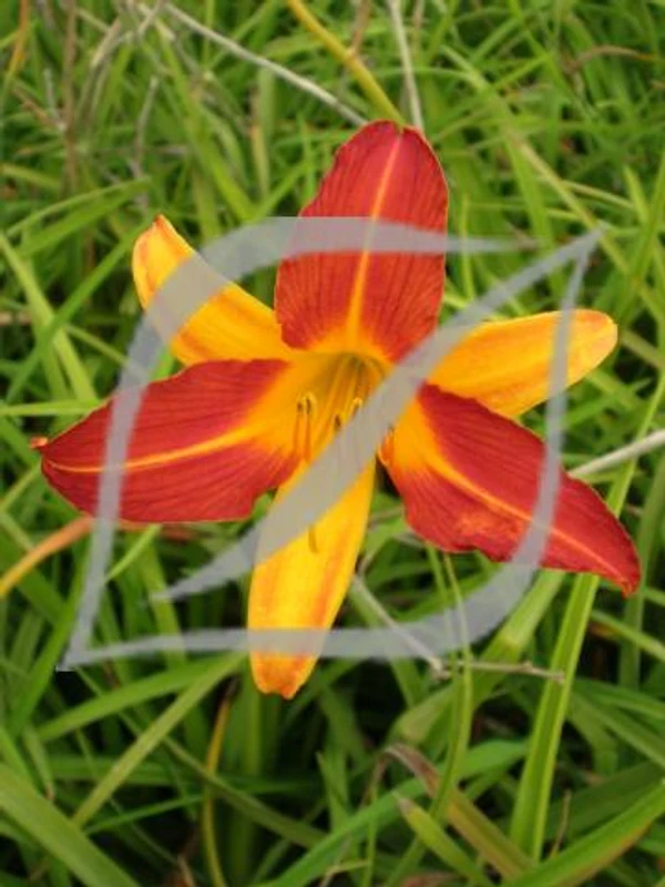 Hemerocallis 'Mary Guenther'