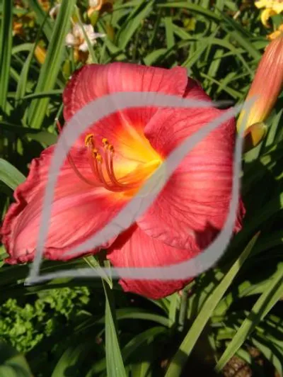 Hemerocallis 'Merry Monarch'