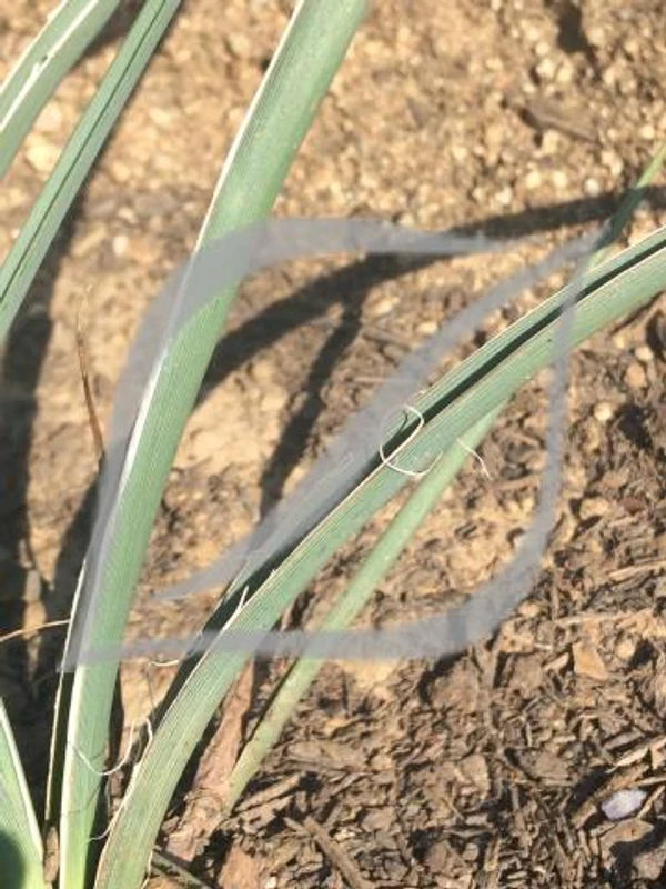 Hesperaloe parviflora