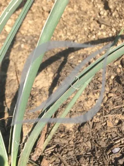 Hesperaloe parviflora