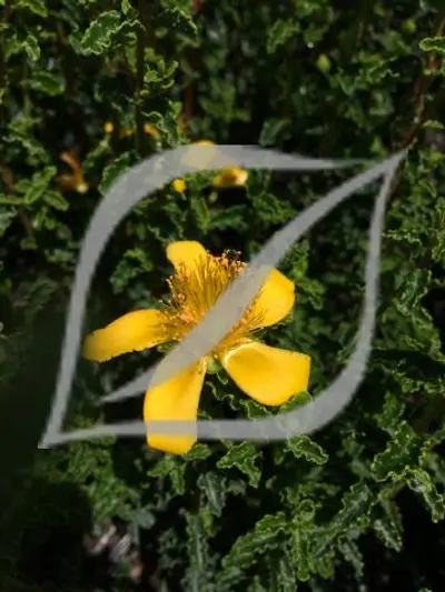 Hypericum balearicum