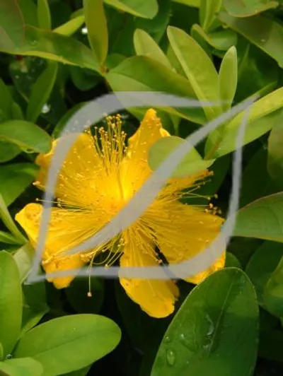 Hypericum calycinum