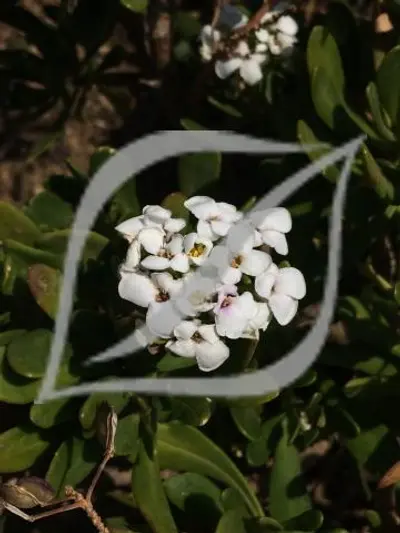 Iberis semperflorens