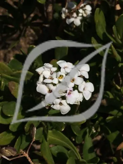 Iberis semperflorens