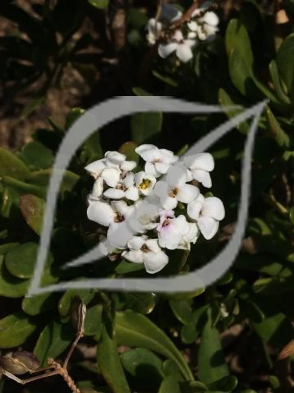 Iberis semperflorens