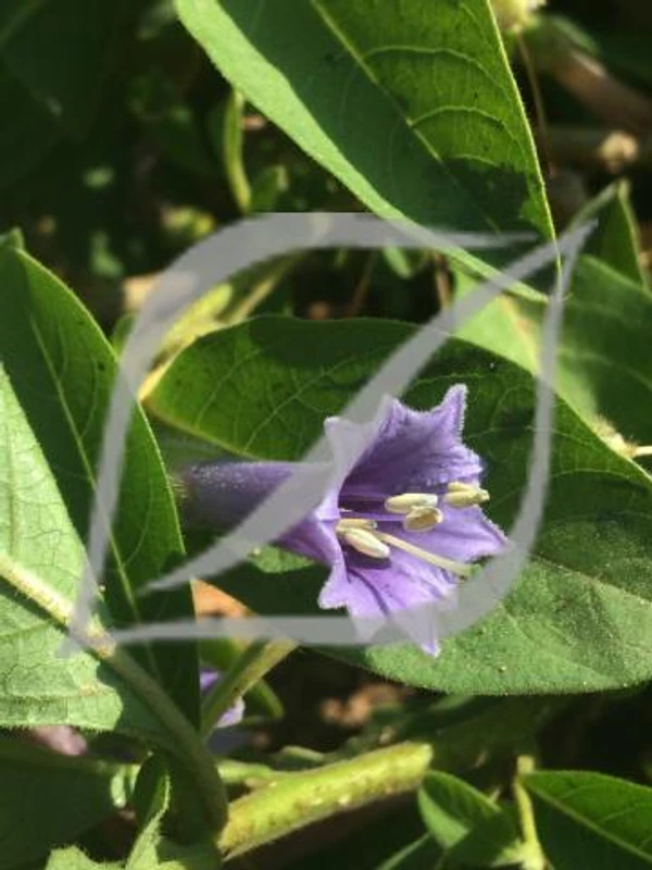 Iochroma australe (syn. Acnistus)