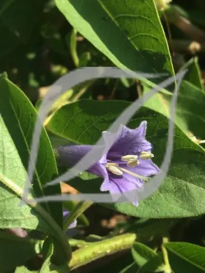 Iochroma australe (syn. Acnistus)