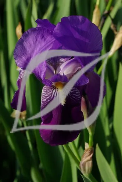 Iris germanica (Blue)
