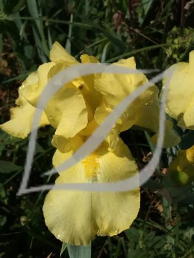 Iris 'Harvest of Memories' (Yellow)