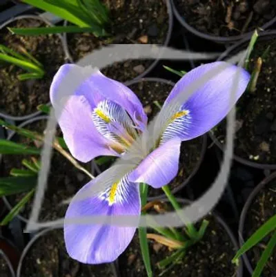 Iris unguicularis (Blue)