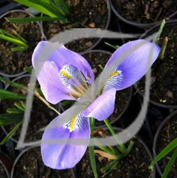 Iris unguicularis (Blue)