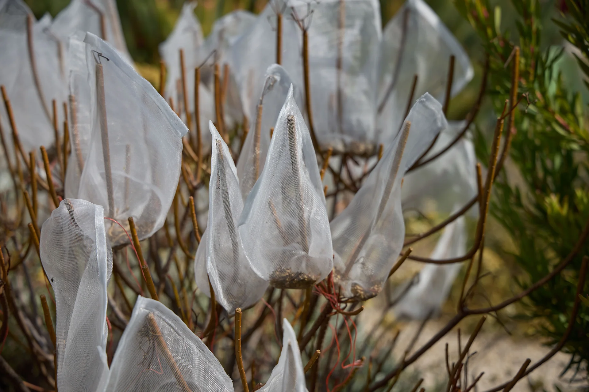 Jardí de Demostració