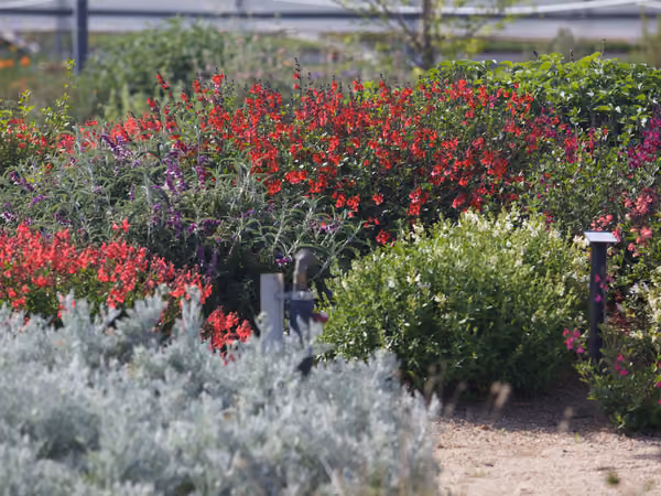 Zones del jardí mediterrani