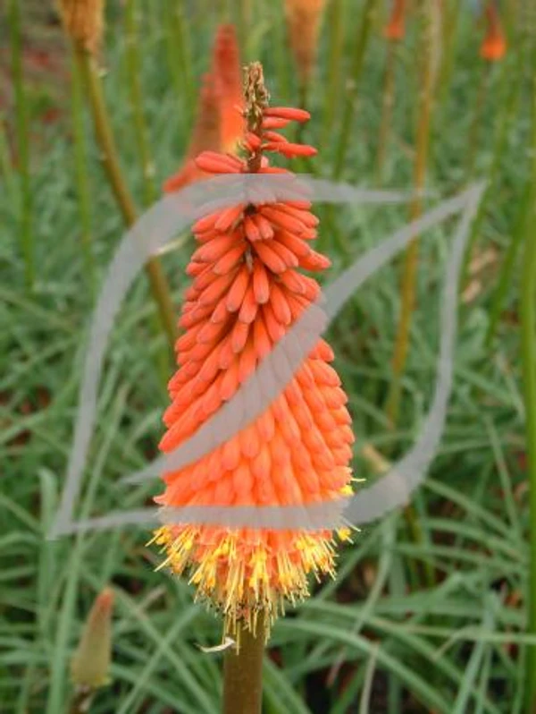 Kniphofia 'Alcazar'