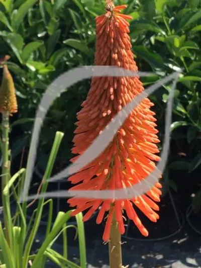 Kniphofia rooperi