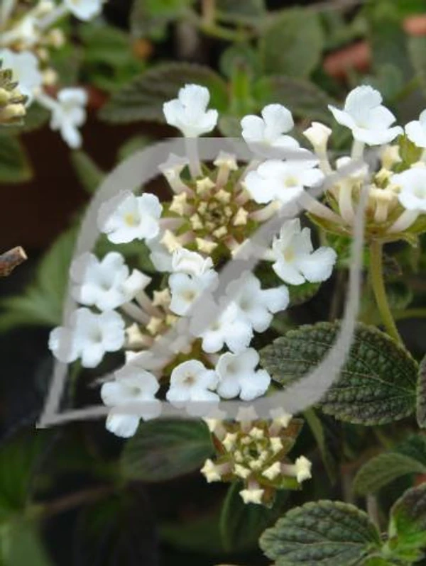 Lantana montevidensis 'Alba'