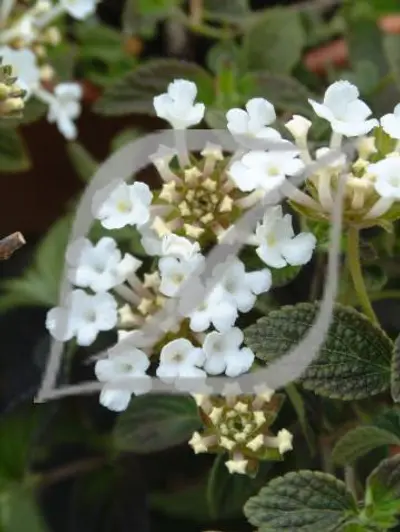 Lantana montevidensis 'Alba'