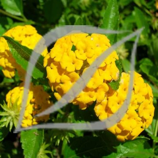 Lantana montevidensis 'Yellow'