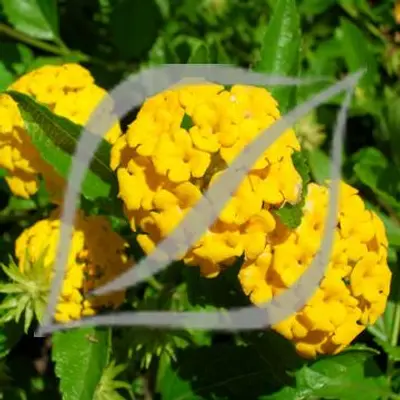 Lantana montevidensis 'Yellow'