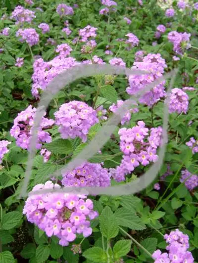 Lantana montevidensis