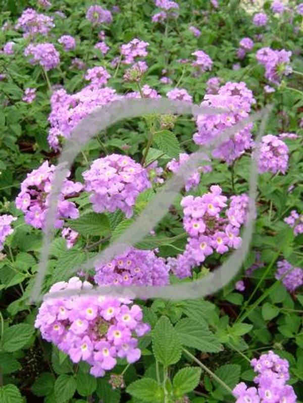 Lantana montevidensis