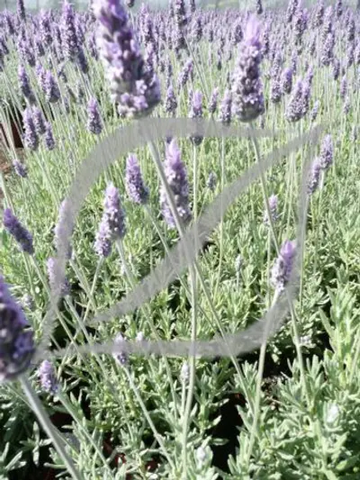 Lavandula dentata 'Candicans'