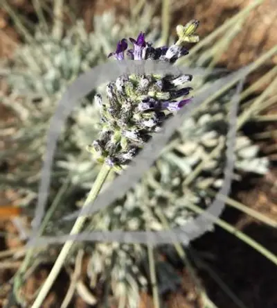 Lavandula lanata