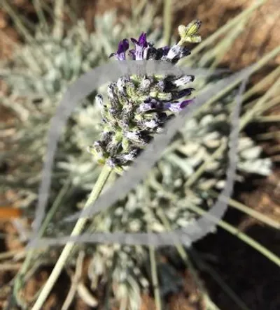 Lavandula lanata