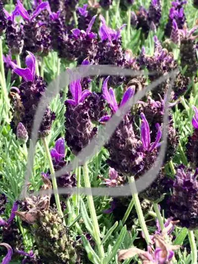 Lavandula stoechas 'Blue'