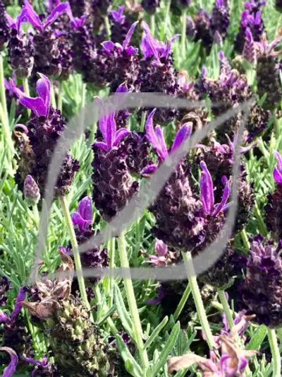 Lavandula stoechas 'Blue'