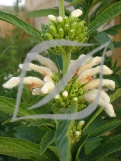 Leonotis leonurus 'White'