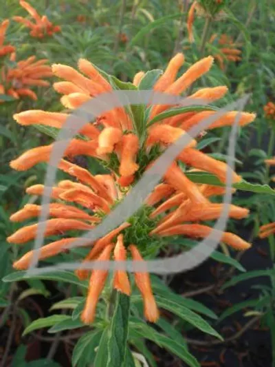 Leonotis leonurus