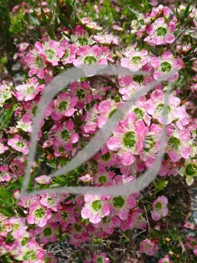 Leptospermum karo 'Pearl Star'